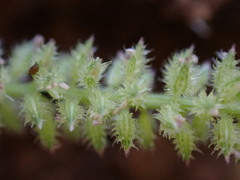 Tragus berteronianus