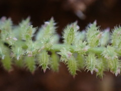 Tragus berteronianus