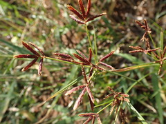 Cyperus rotundus