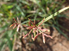 Cyperus rotundus