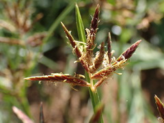 Cyperus rotundus