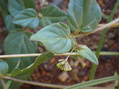 Boerhavia