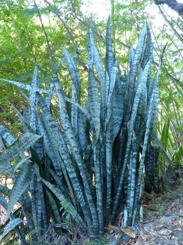 Sansevieria trifasciata image