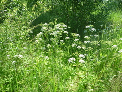 Aegopodium podagraria