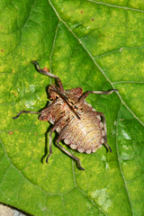 Pentatoma rufipes