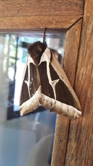 Dirphiopsis multicolor