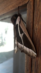 Dirphiopsis multicolor