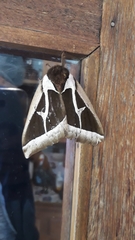 Dirphiopsis multicolor