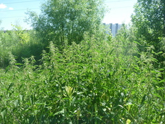 Urtica dioica