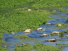 Ludwigia taiwanensis