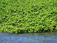 Ludwigia taiwanensis