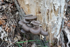 Pleurotus cornucopiae