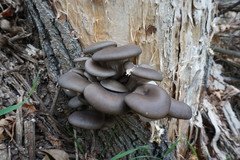 Pleurotus cornucopiae