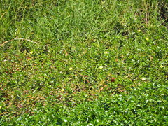 Ludwigia taiwanensis