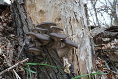 Pleurotus cornucopiae