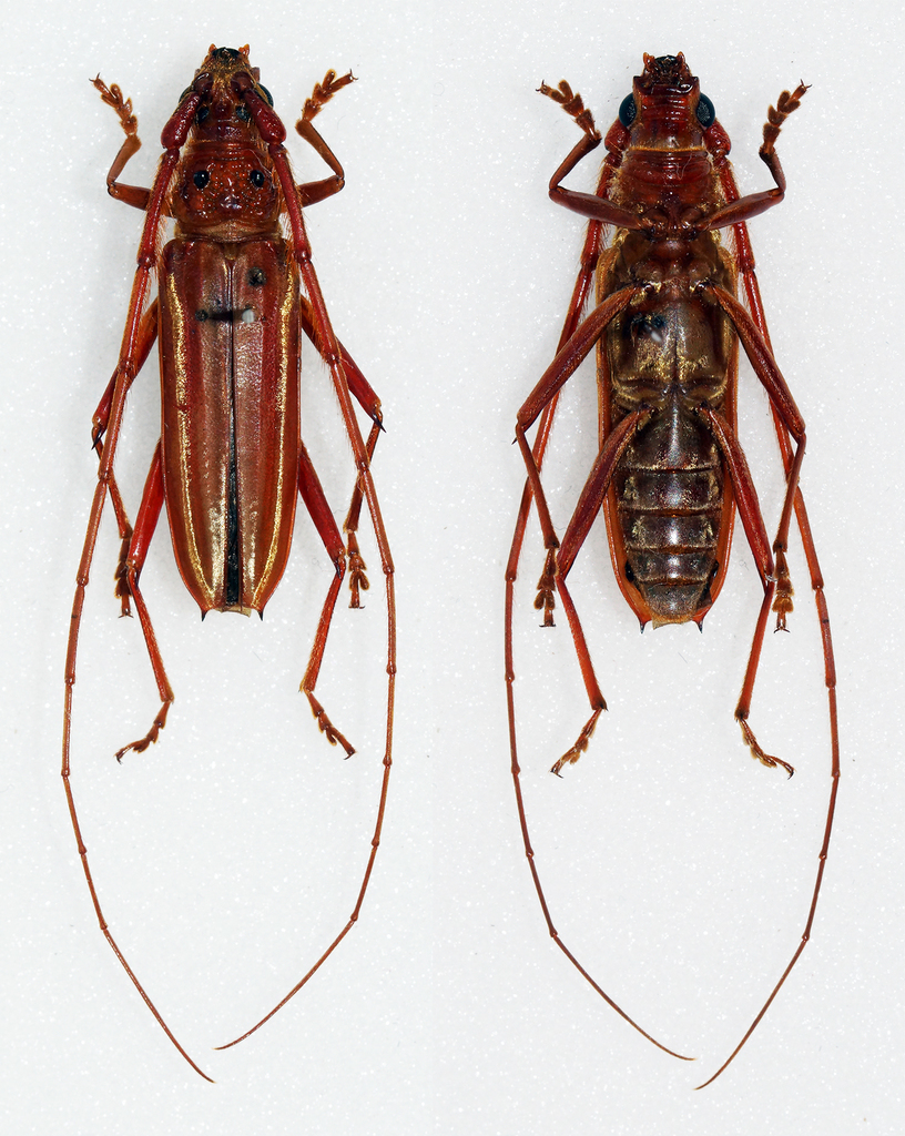 Styliceps sericatus