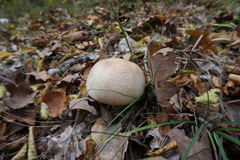 Agaricus brunneolus