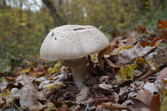 Agaricus brunneolus