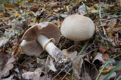 Agaricus brunneolus
