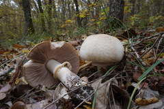 Agaricus brunneolus