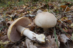 Agaricus brunneolus