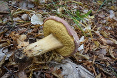 Butyriboletus pseudoregius