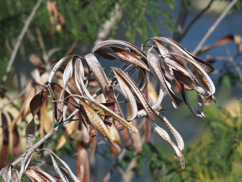 Leucaena leucocephala