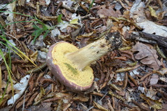 Butyriboletus pseudoregius