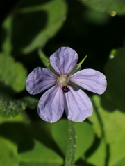 Erodium gruinum