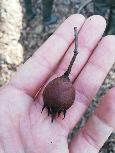 Medlar
