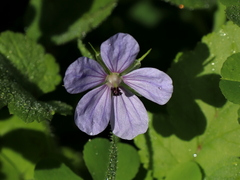 Erodium gruinum