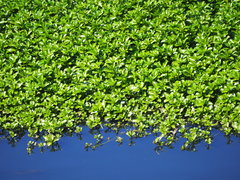 Ludwigia taiwanensis