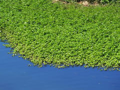 Ludwigia taiwanensis