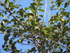 Psidium sartorianum
