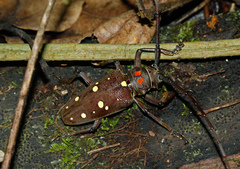 Batocera rubus rubus