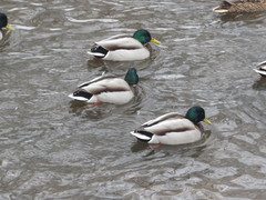 Anas platyrhynchos