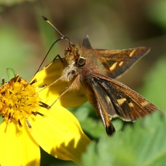 Lon melane vitellina