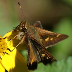 Lon melane vitellina