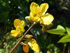 Senna occidentalis