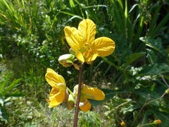 Senna occidentalis image