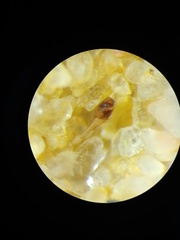 Platnickina