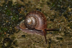 Cyclophorus martensianus