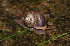 Cyclophorus martensianus