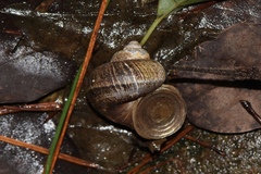 Cyclophorus martensianus