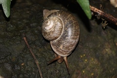 Cyclophorus martensianus