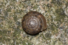 Plectotropis scitula