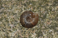 Plectotropis scitula