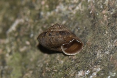 Plectotropis scitula