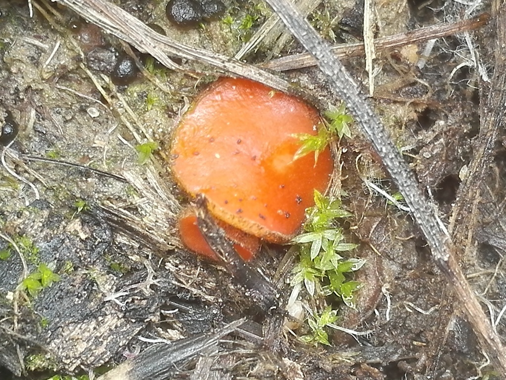 Scutellinia barlae