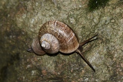 Cyclophorus martensianus